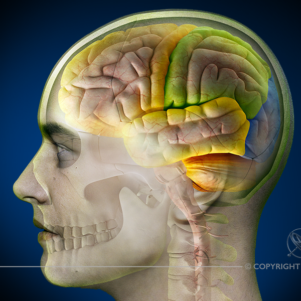 Brain Lobes and Anatomy