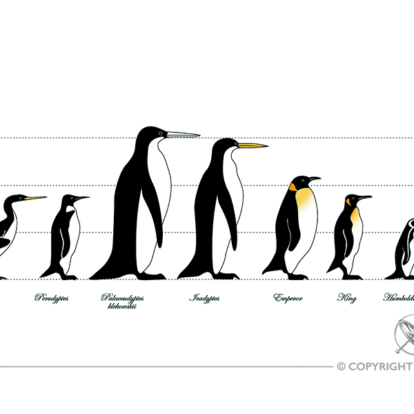 Extinct and Living Penguins