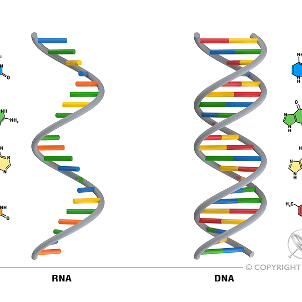 Rna And Dna